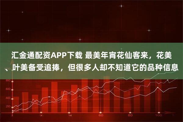 汇金通配资APP下载 最美年宵花仙客来,花美、叶美备受追捧,但很多人却不知道它的品种信息